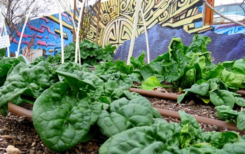 MUG Spinach & Thomas Breeze.JPG
