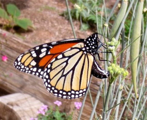 butterfly.jpg