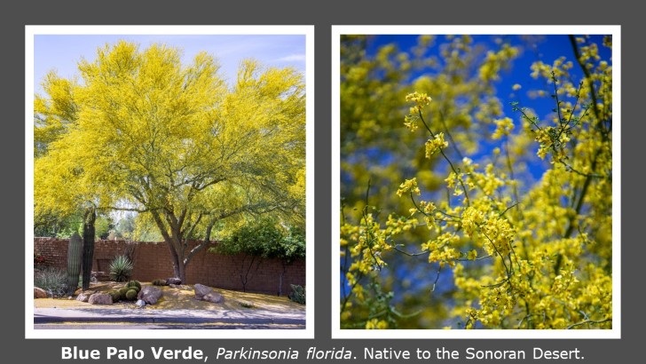 Blue-Palo-Verde-728x410.jpg