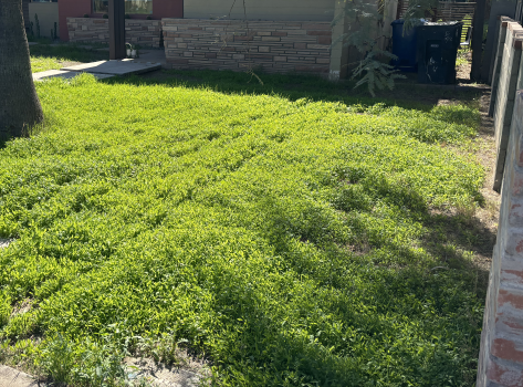 Ineligible-Weeds.png